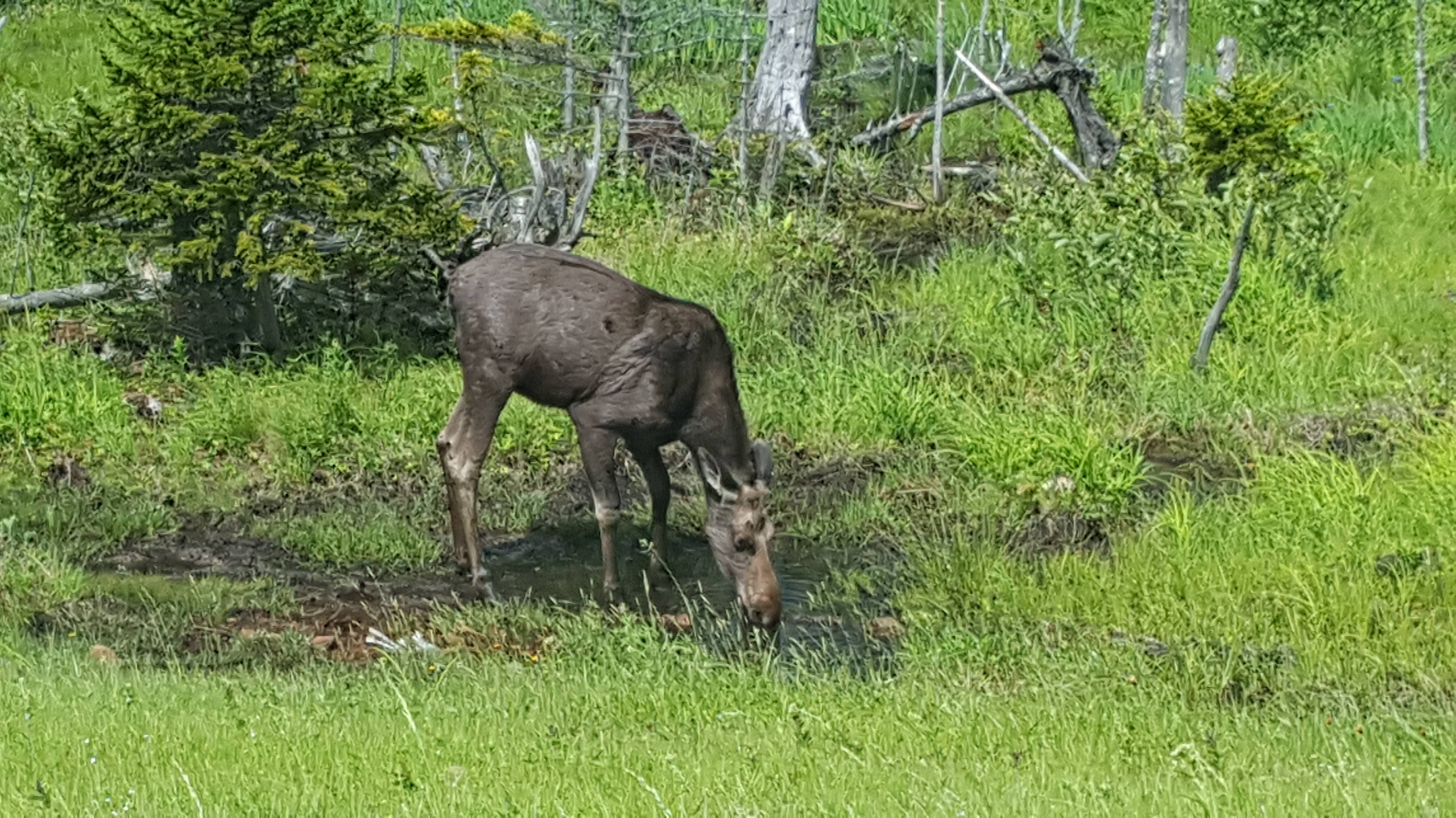 Moose grazing near forest.