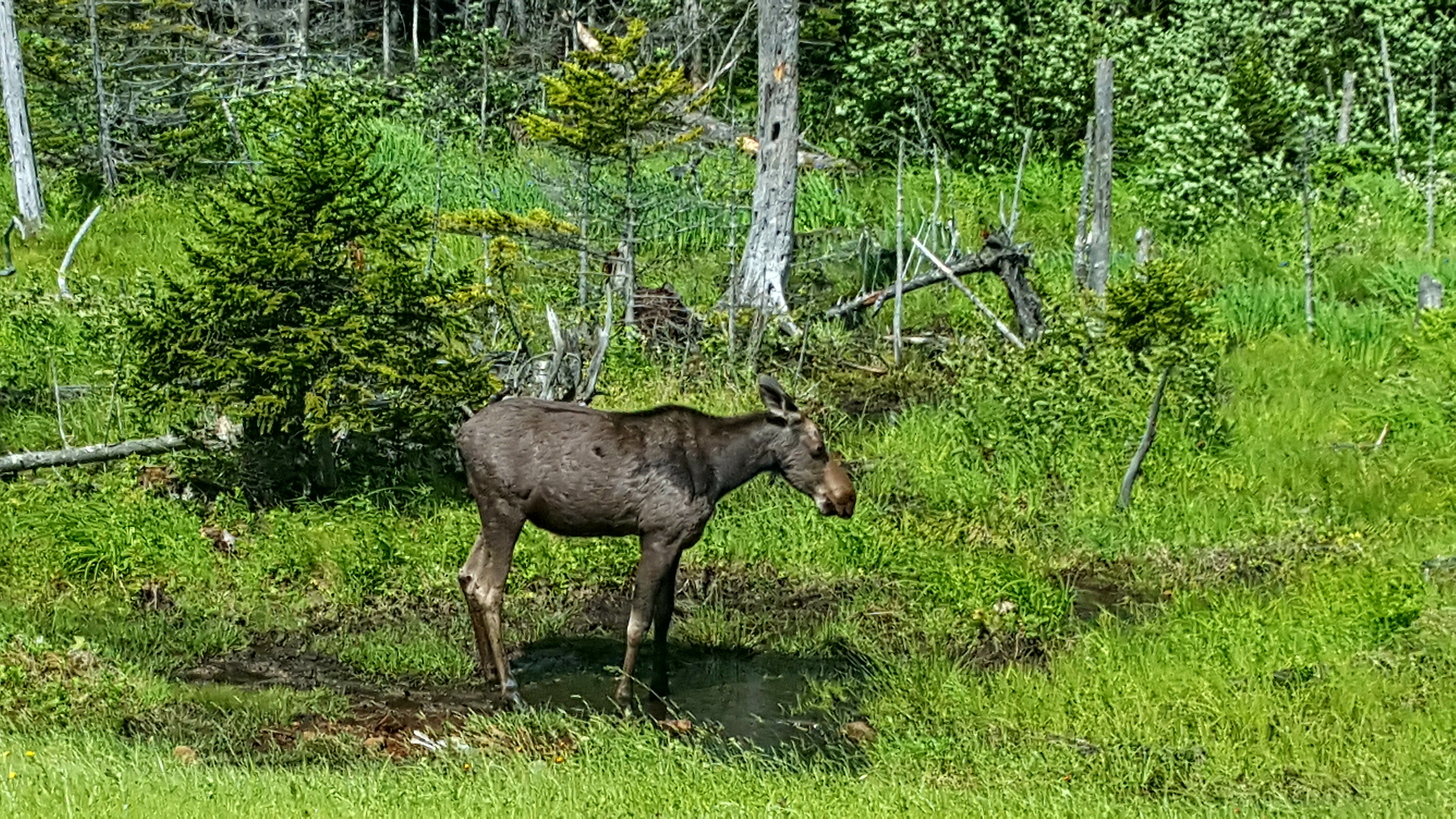 Moose standing near forest.