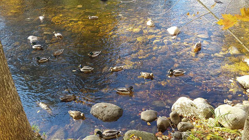 Ducks in a river